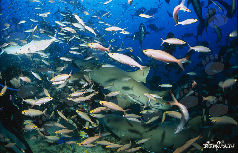 Faszinierende Gewöhnliche Ammenhaie inmitten eines Fischschwarms