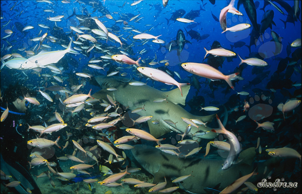 Requins nourrices ordinaires fascinants au milieu d'un banc de poissons