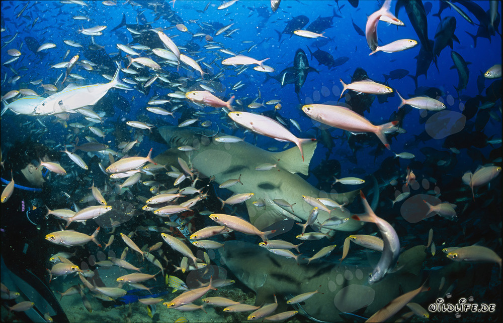 Fascinating Tawny Nurse Sharks surrounded by a School of Fish