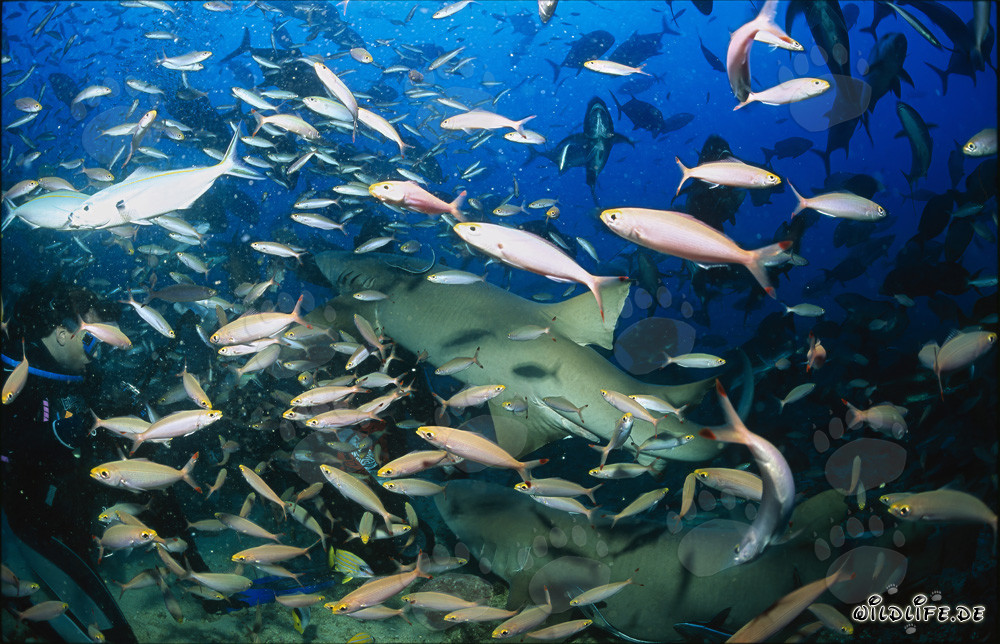 Fascinantes tiburones nodriza comunes rodeados de un banco de peces