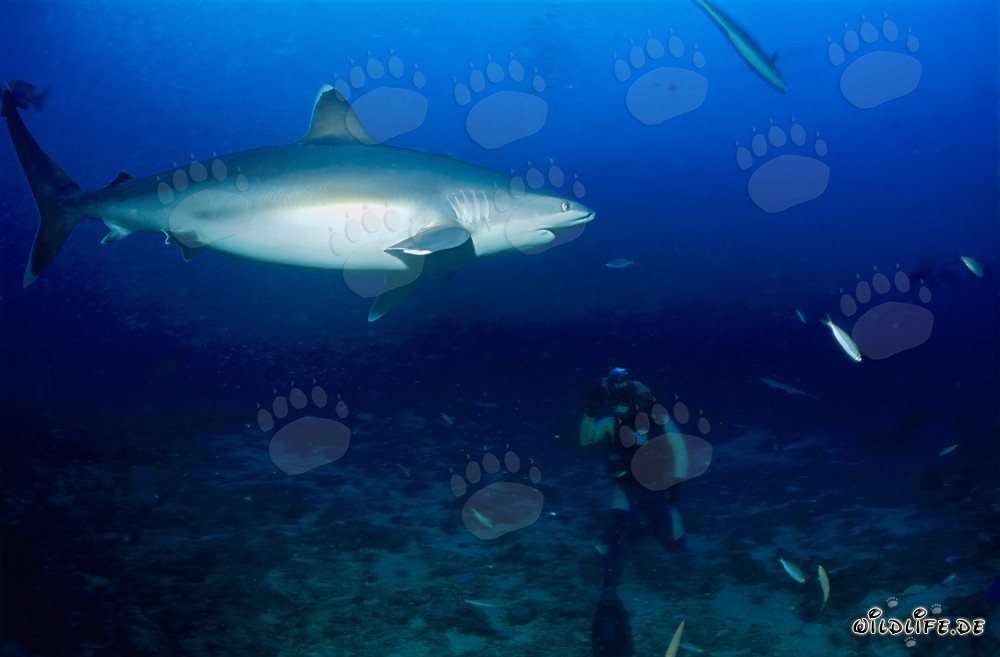 Requin pointes argentées fascinant devant un plongeur sur Shark Reef dans le lagon de Beqa, Fidji