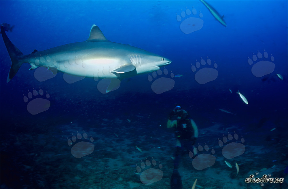 Faszinierender Silberspitzenhai vor Taucher auf Shark Reef in der Beqa Lagune, Fiji