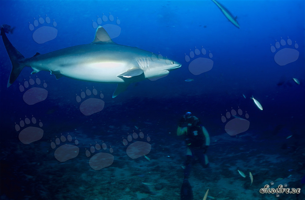 Fascinating silvertip shark in front of diver at Shark Reef in Beqa Lagoon, Fiji