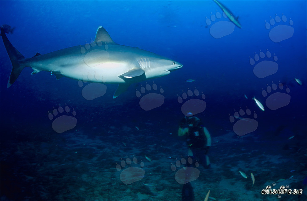 Affascinante squalo punte argentate davanti a un subacqueo su Shark Reef nella laguna di Beqa, Figi