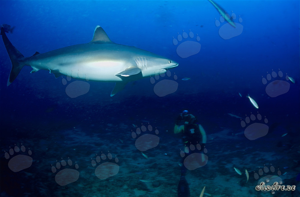 Fascinante tiburón de puntas plateadas frente a un buzo en Shark Reef en la laguna de Beqa, Fiji