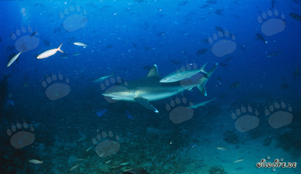 Élégant requin argenté à Shark Reef dans le lagon de Beqa