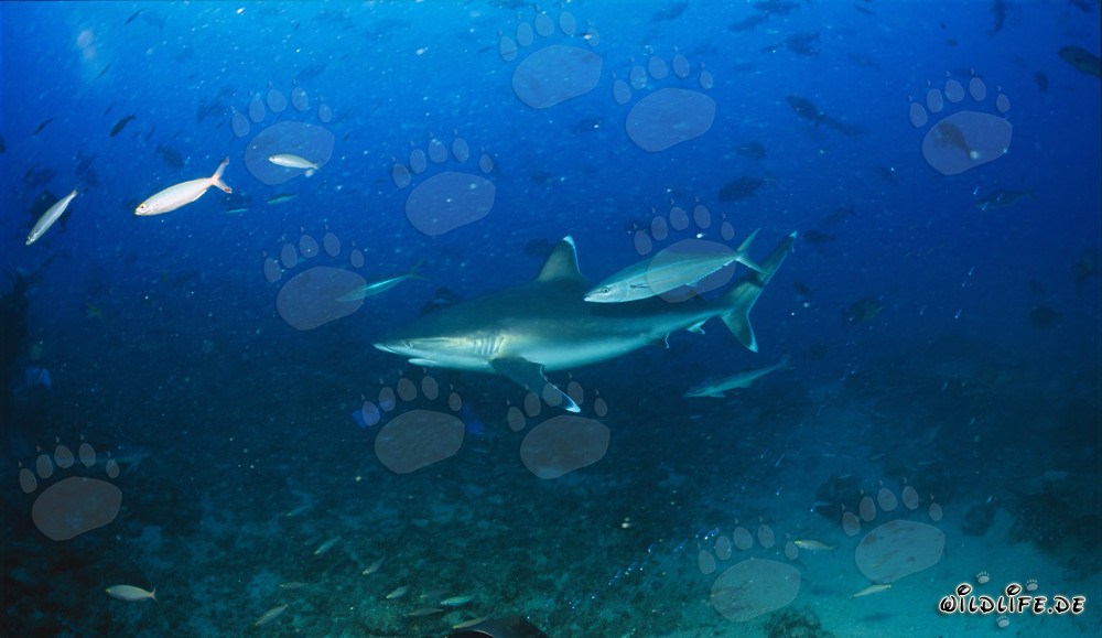 Elegant Silvertip Shark at Shark Reef in the Beqa Lagoon