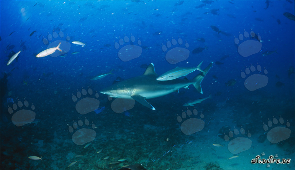 Elegante squalo argenteo a Shark Reef nel lago Beqa