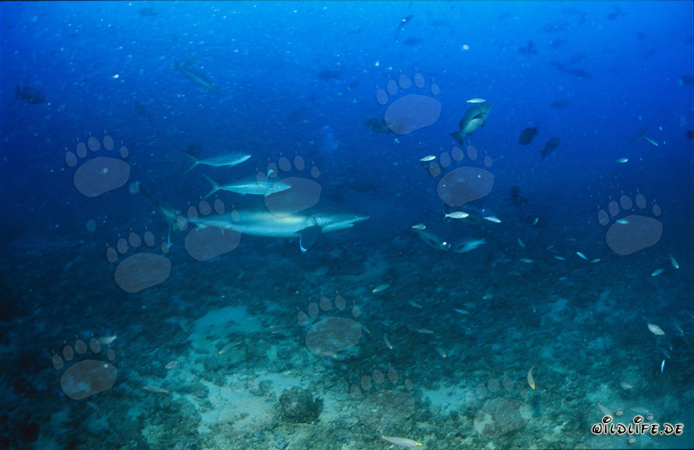 Silvertip shark gliding majestically above the sea floor