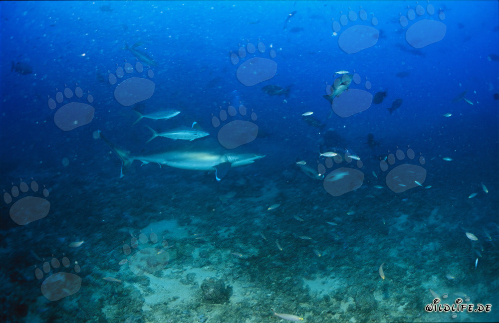 Squalo dai margini argentati che scivola maestosamente sul fondale marino