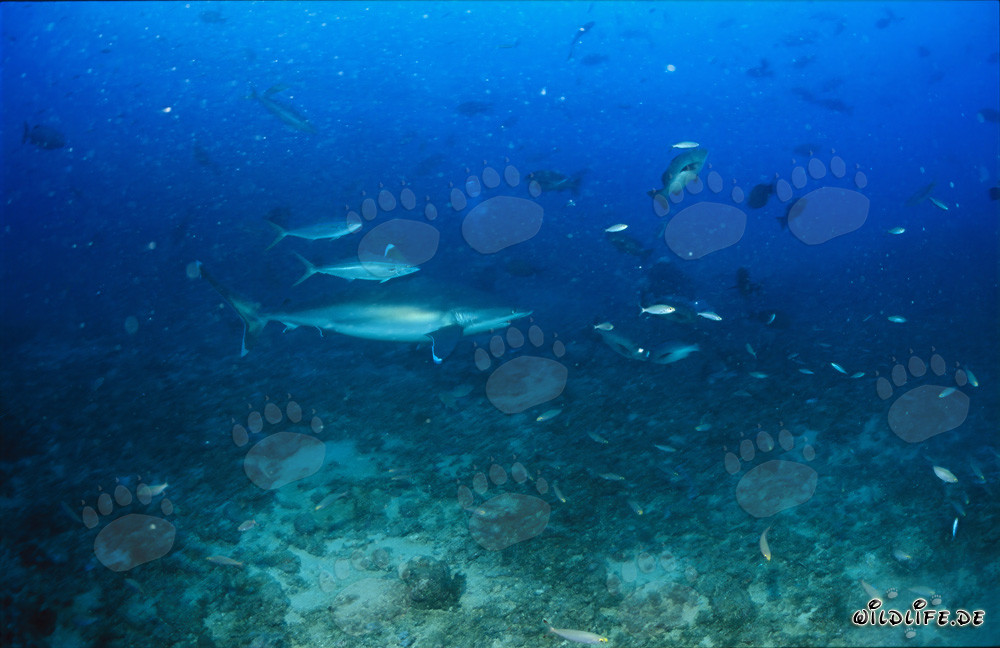 Tiburón de puntas plateadas deslizándose majestuosamente sobre el fondo marino