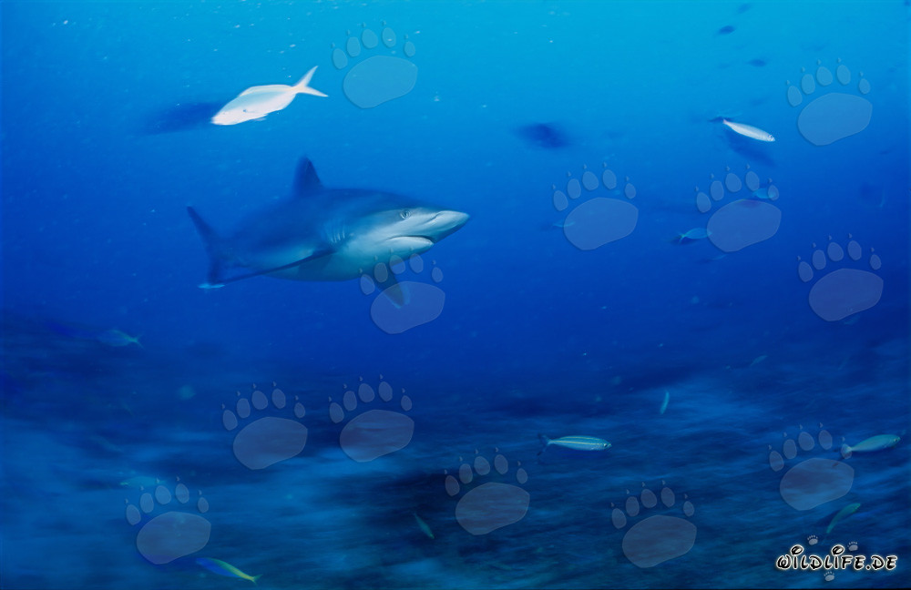 Silvertip shark in the deep blue of Beqa Lagoon