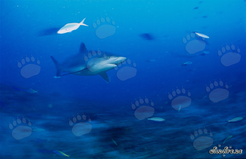 Tiburón punta plateada en la profunda azul de la laguna de Beqa