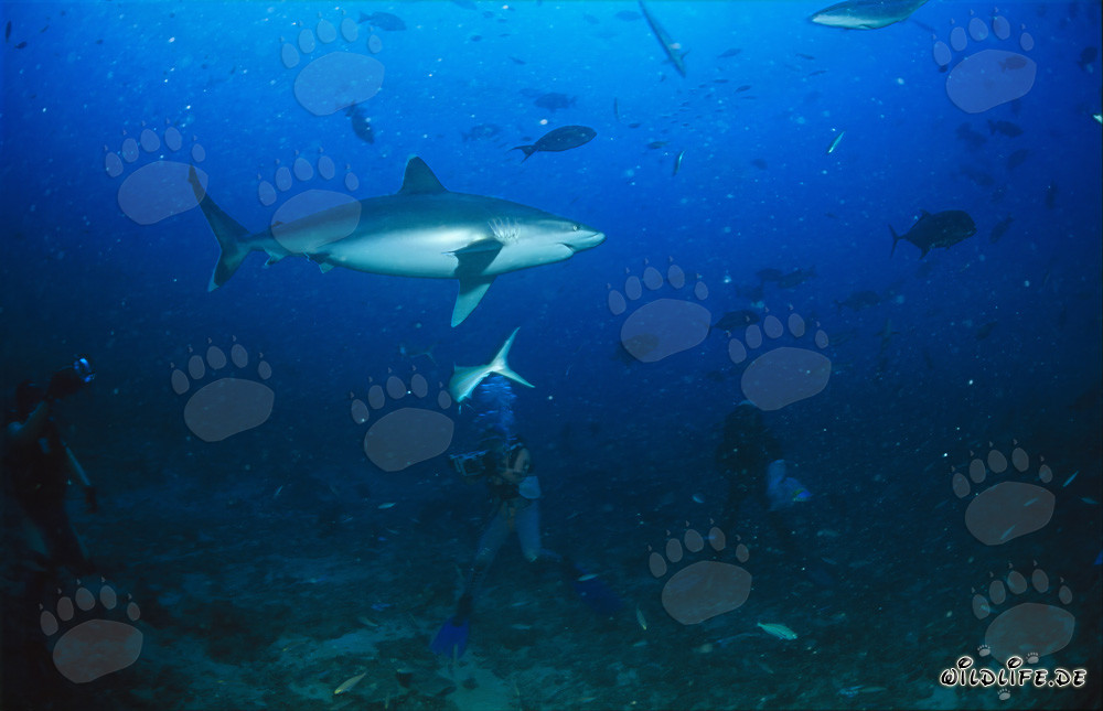 Plongeurs fascinés observant un majestueux requin à pointes argentées