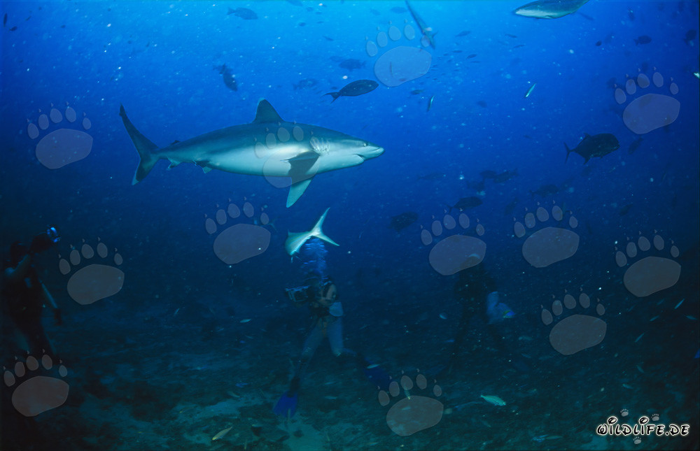 Divers captivatedly observe a majestic silvertip shark