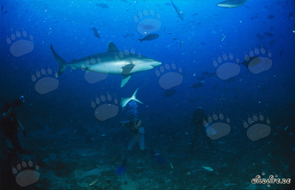 Buzos observan fascinados a un majestuoso tiburón de puntas plateadas