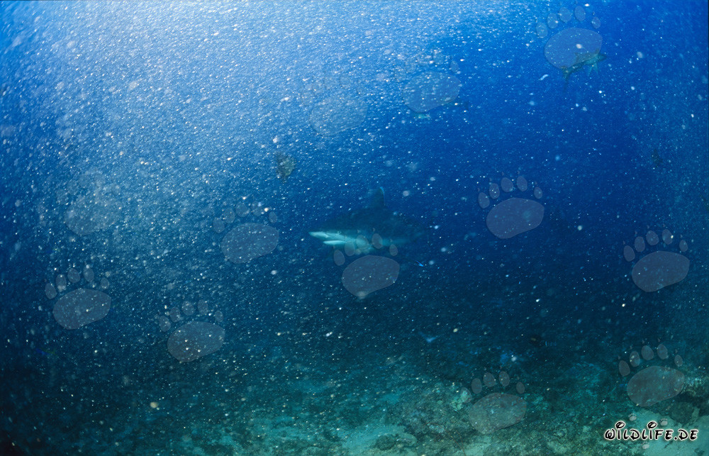 Requin à pointes argentées nage élégamment à travers des bulles d'air
