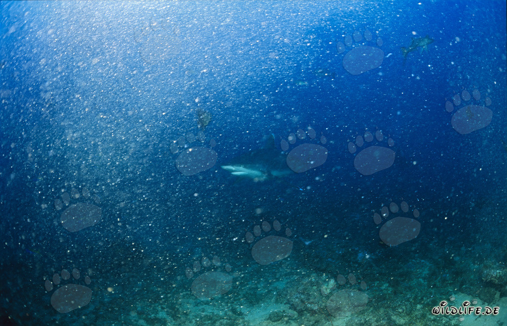 Silvertip shark gracefully swims through air bubbles