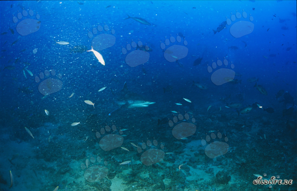 Requin à pointes argentées au Shark Reef aux Fidji