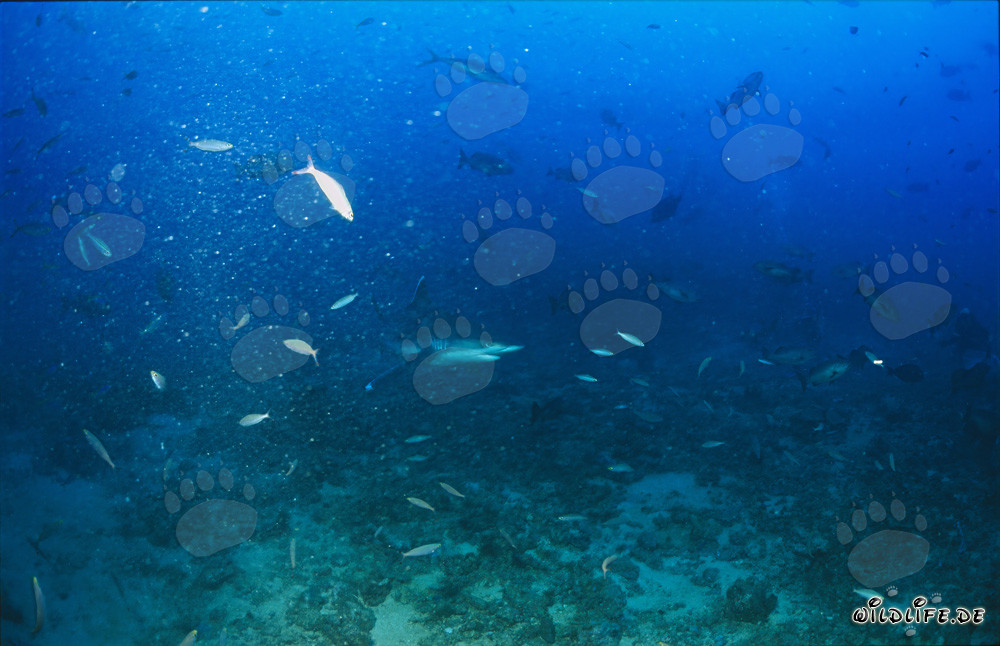 Silberspitzenhai am Shark Reef auf Fiji