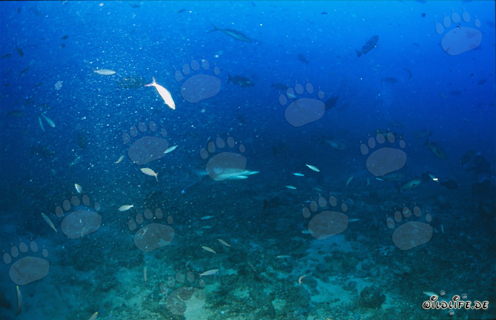 Squalo punta argento al Shark Reef alle Fiji