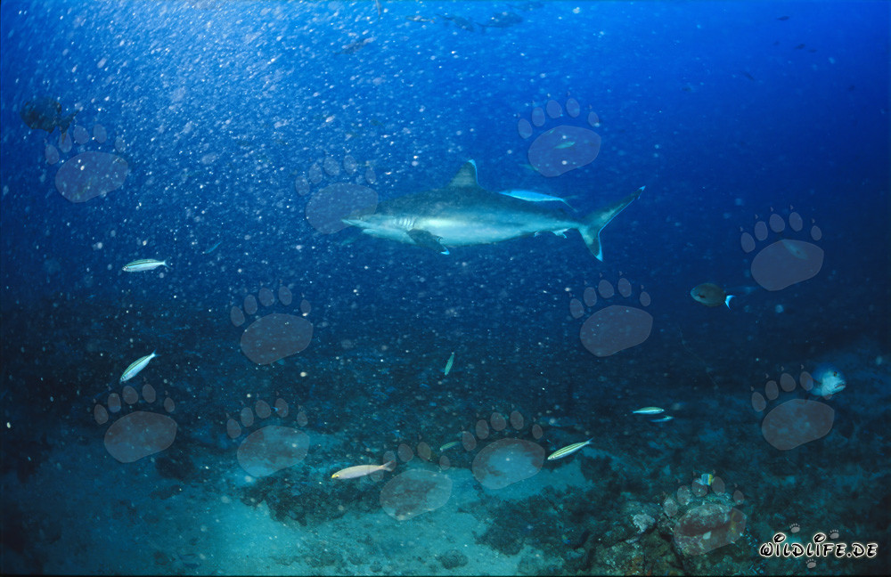 Requin pointes argentées glissant élégamment dans l'eau claire du Shark Reef