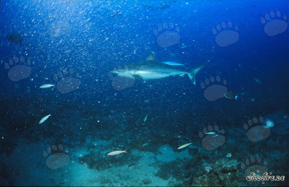 Silberspitzenhai gleitet elegant durch das klare Wasser am Shark Reef
