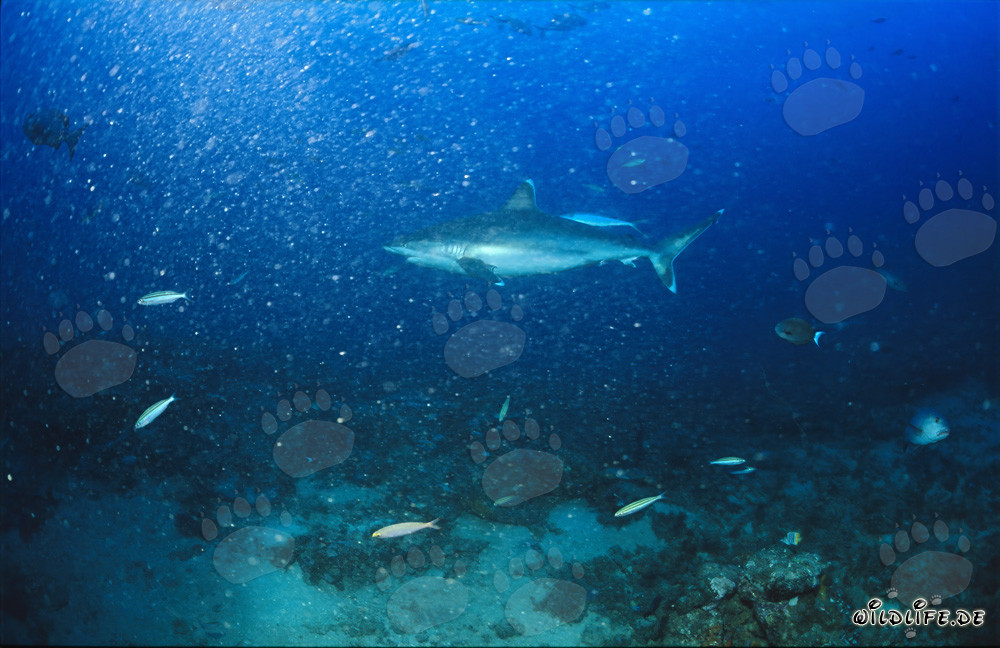 Silvertip shark elegantly glides through the clear water at Shark Reef