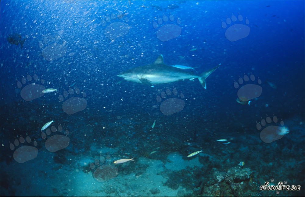 Squalo argentato nuota elegantemente nelle acque cristalline dello Shark Reef
