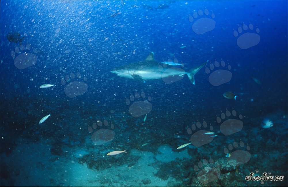 Tiburón de puntas plateadas se desliza elegantemente por las aguas claras del Shark Reef