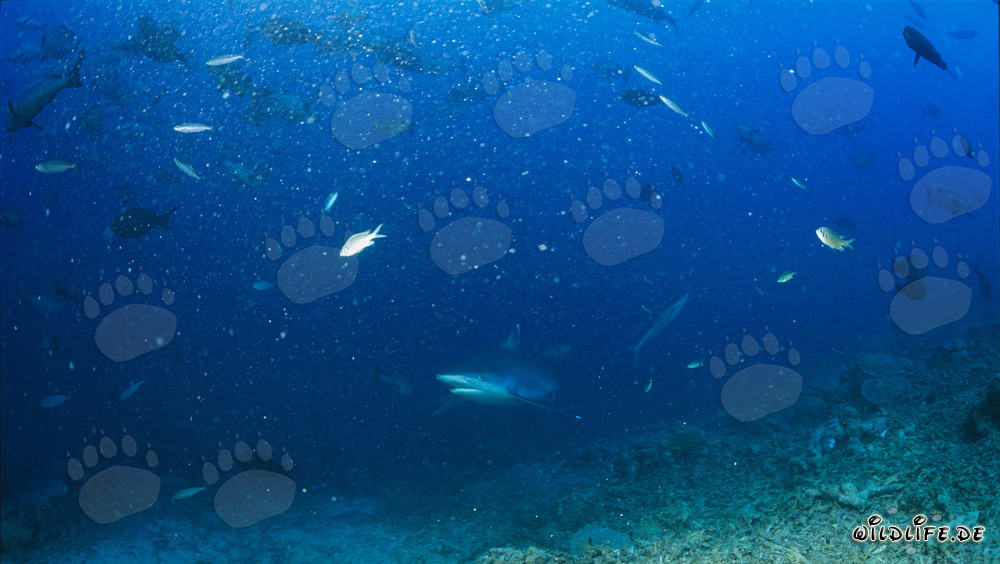 Rencontre impressionnante avec un requin à pointes argentées au Shark Reef aux Fidji