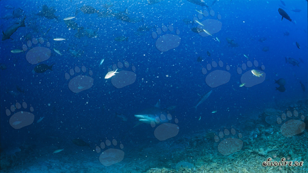 Silberspitzenhai - Eindrucksvolles Treffen am Shark Reef auf Fiji