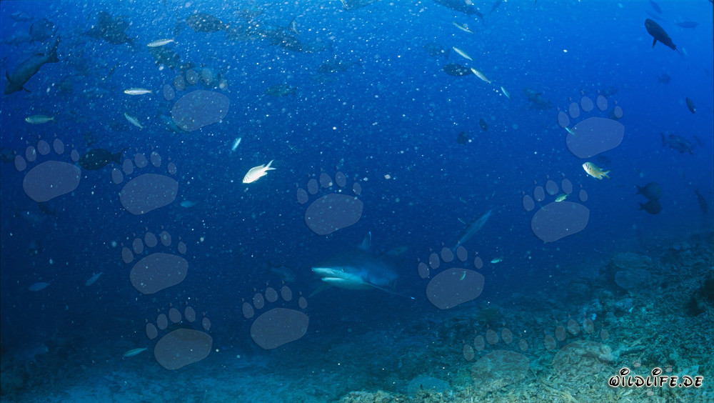 Silvertip Shark - Impressive Encounter at Shark Reef in Fiji
