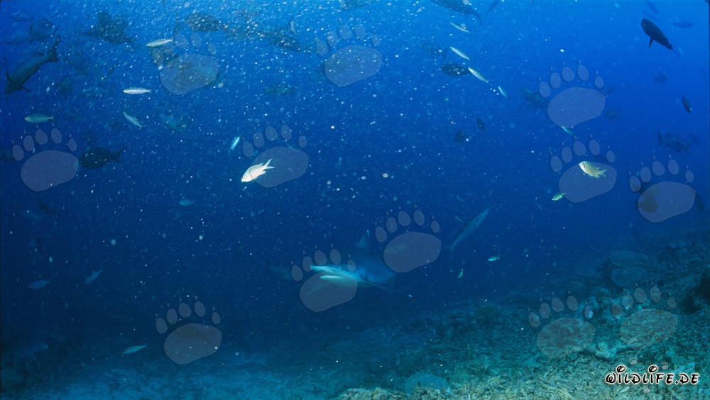 Incontro impressionante con uno squalo punta argento al Shark Reef alle Figi