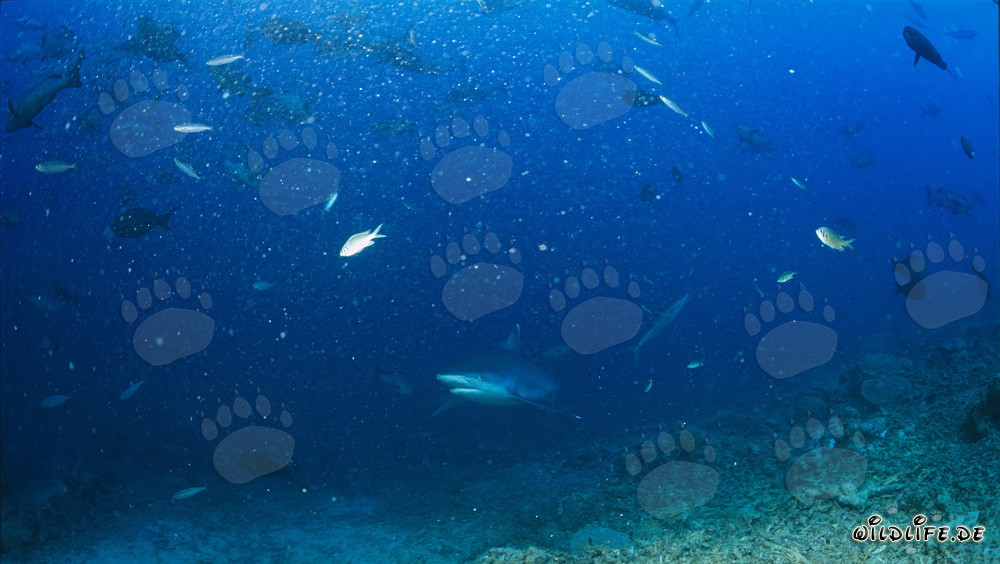 Encuentro impresionante con un tiburón de puntas plateadas en Shark Reef en Fiji