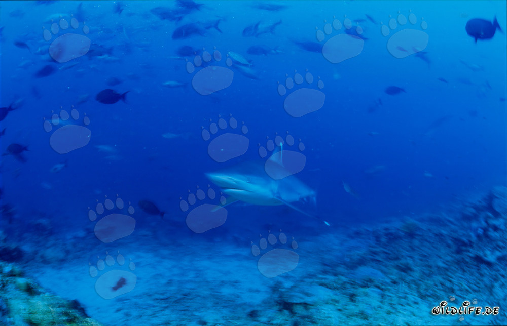 Requin pointe blanche élégant s'approche doucement