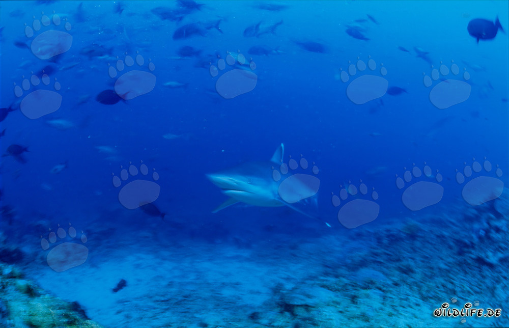 Graceful silver tip shark approaching