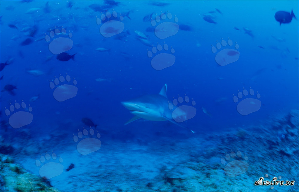 Elegante tiburón puntas plateadas se acerca suavemente