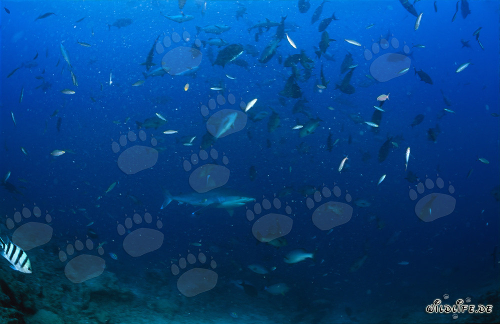 Requin pointes argentées nage majestueusement au milieu d'un banc de poissons colorés