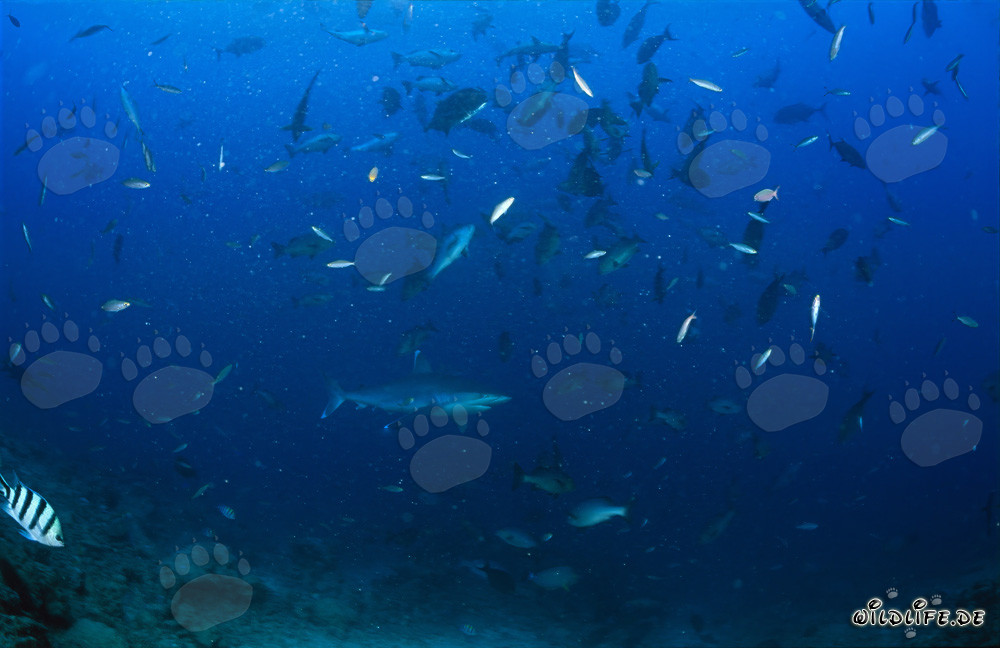 Silberspitzenhai schwimmt majestätisch durch einen Schwarm bunter Fische