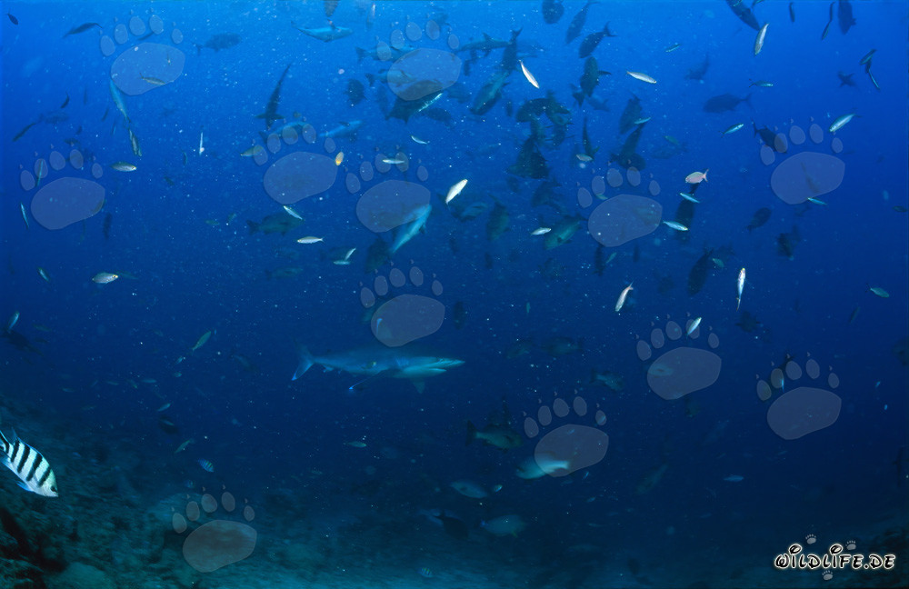 Silvertip shark gracefully swimming through a shoal of colorful fish