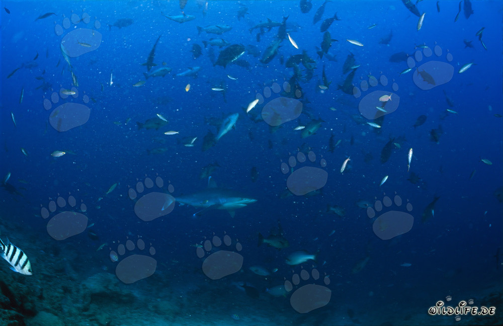 Tiburón puntas plateadas nada majestuosamente entre un banco de peces coloridos