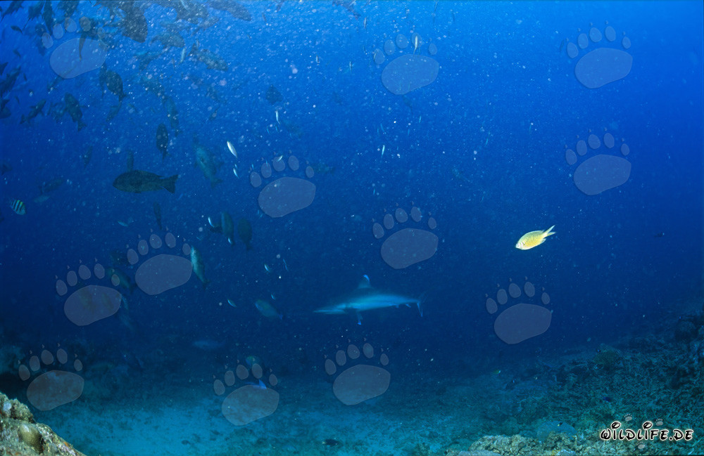 Découverte d'un impressionnant requin à pointes argentées au Shark Reef