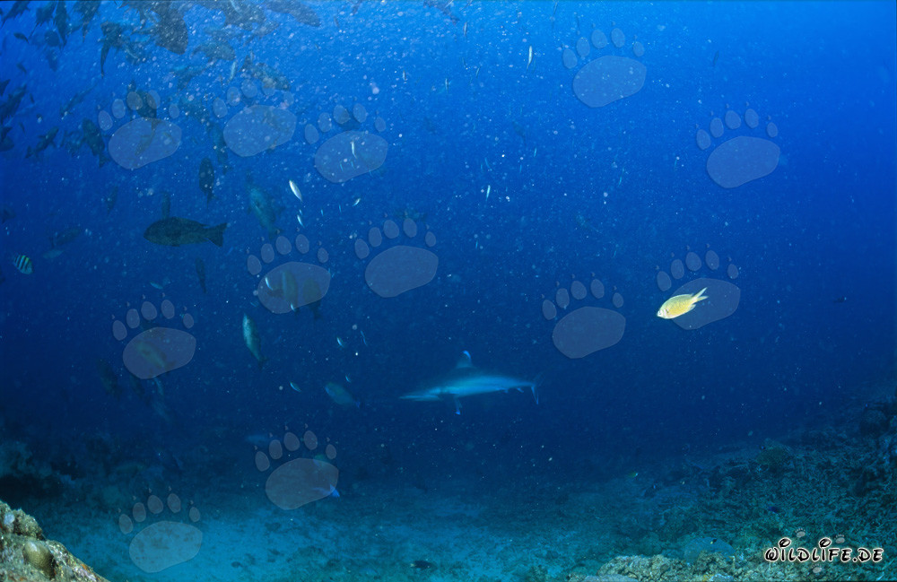 Impressive Silvertip Shark spotted at Shark Reef