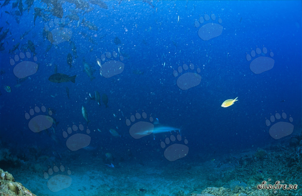 Imponente squalo a punte argentate avvistato a Shark Reef