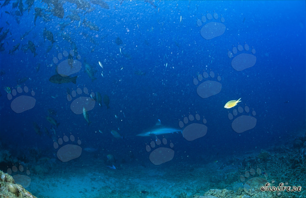 Impresionante tiburón de puntas plateadas descubierto en Shark Reef
