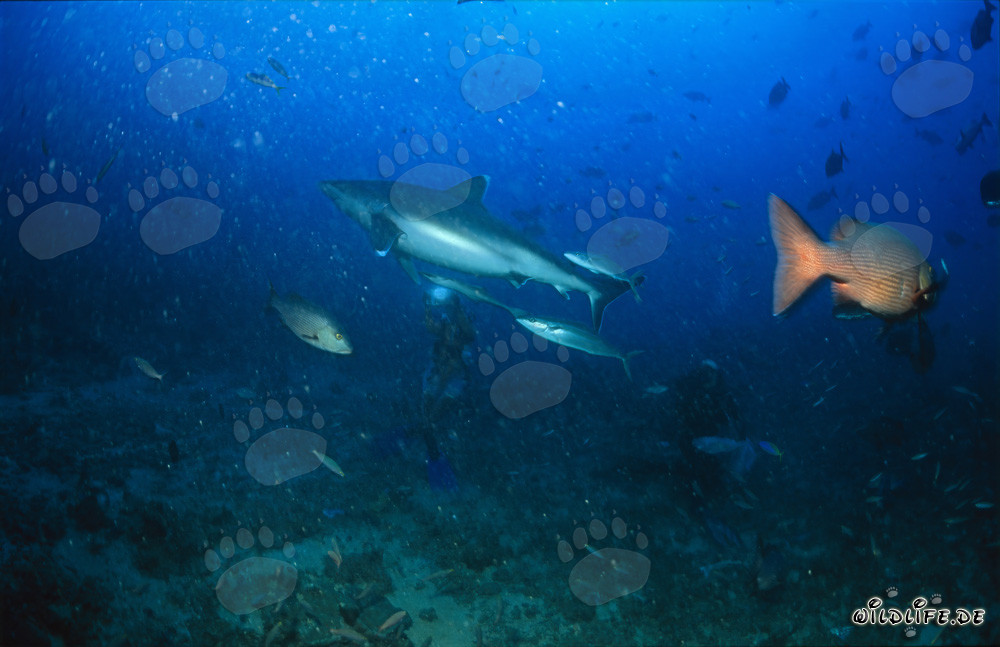 Requin pointe blanche nage élégamment devant les plongeurs