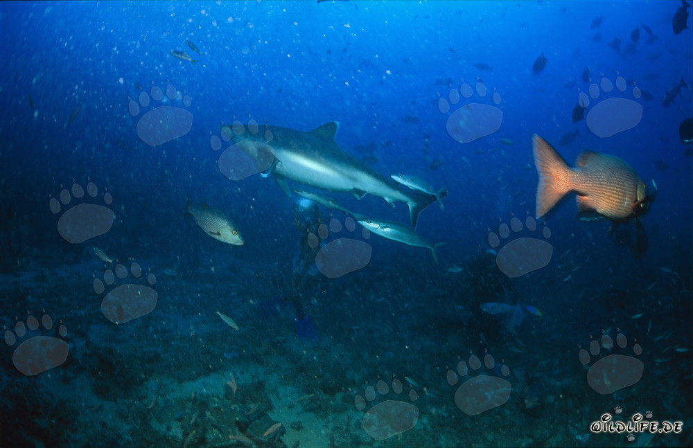 Silvertip shark gracefully glides past divers