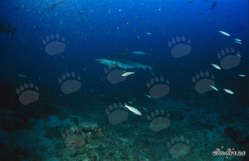 Requin à pointes argentées sur le récif de requins