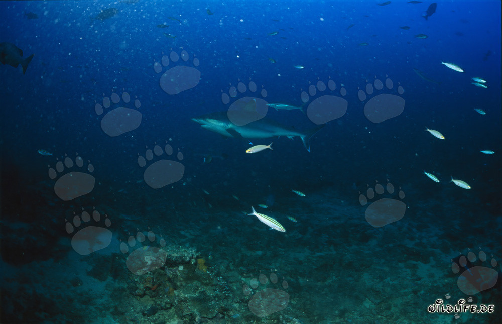 Silvertip shark at Shark Reef